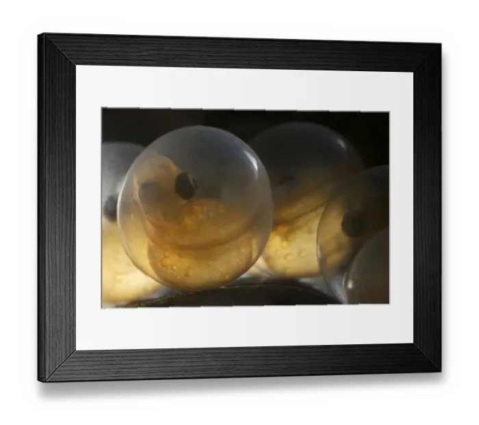 Framed Print : European grayling (Thymallus thymallus) eggs, 17 days, from Lake Thun, Switzerland Framed Print : European grayling (Thymallus thymallus) eggs, 17 days, from Lake Thun, Switzerland