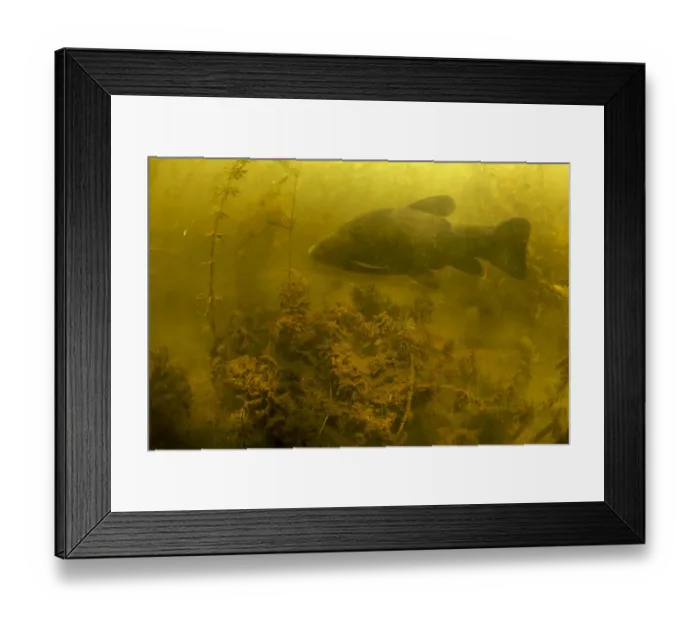 Framed Print : Tench (Tinca tinca) in peat pond, Fribourg, Switzerland, May 2009 Framed Print : Tench (Tinca tinca) in peat pond, Fribourg, Switzerland, May 2009