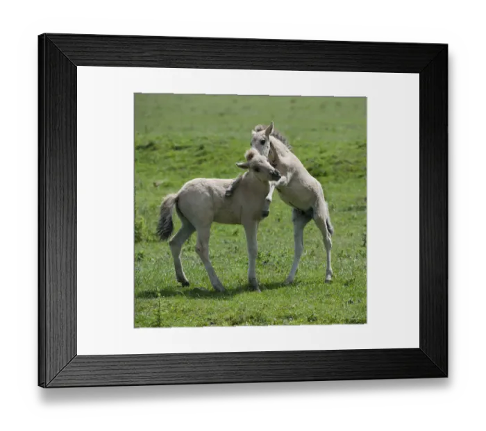 Framed Print : Two Konik horse foals playing, Oostvaardersplassen, Netherlands, June 2009 Framed Print : Two Konik horse foals playing, Oostvaardersplassen, Netherlands, June 2009