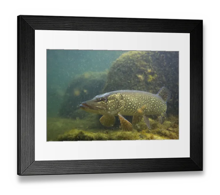 Framed Print : Pike (Esox lucius) portrait, in fishpond, Switzerland, February 2009 Framed Print : Pike (Esox lucius) portrait, in fishpond, Switzerland, February 2009