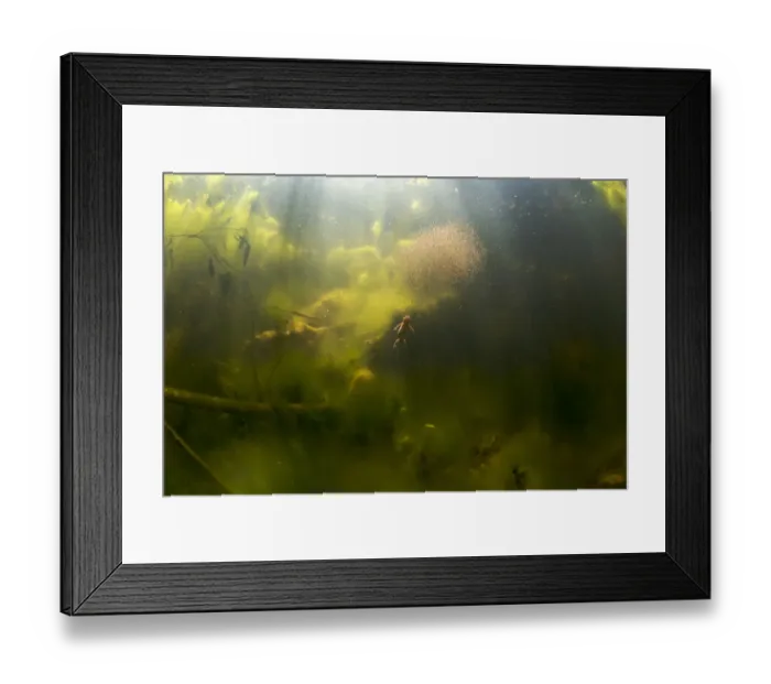 Framed Print : Alpine newt (Triturus alpestris) chasing a ball of Water fleas in a gravel pit pool Framed Print : Alpine newt (Triturus alpestris) chasing a ball of Water fleas in a gravel pit pool