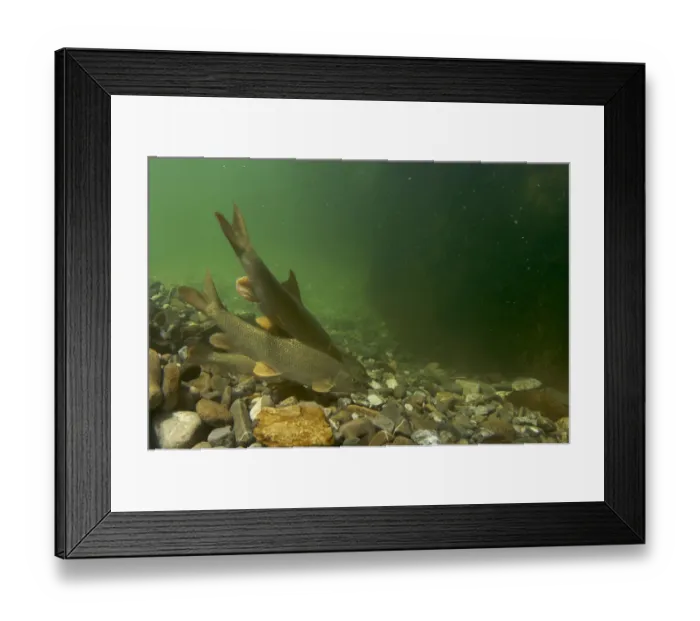 Framed Print : Barbel (Barbus barbus) feeding at the bottom of a pool, Sense river, Fribourg, Switzerland Framed Print : Barbel (Barbus barbus) feeding at the bottom of a pool, Sense river, Fribourg, Switzerland