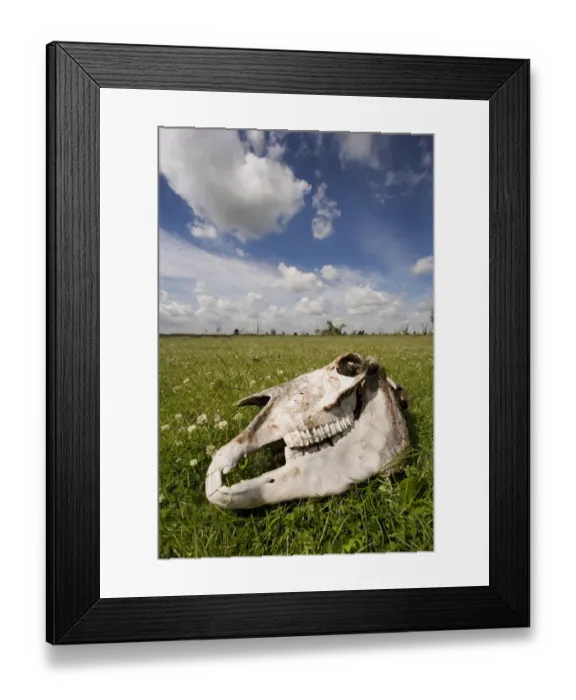 Framed Print : Konik horse skull, Oostvaardersplassen, Netherlands, June 2009 Framed Print : Konik horse skull, Oostvaardersplassen, Netherlands, June 2009