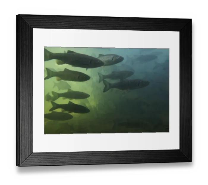 Framed Print : European chub (Squalius / Leuciscus cephalus) and Bream (Abramis brama) shoal in Framed Print : European chub (Squalius / Leuciscus cephalus) and Bream (Abramis brama) shoal in