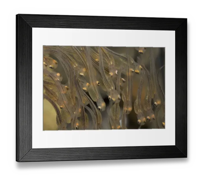 Framed Print : European grayling (Thymallus thymallus) alevins, 4 days, from Lake Thun, Thun, Switzerland Framed Print : European grayling (Thymallus thymallus) alevins, 4 days, from Lake Thun, Thun, Switzerland