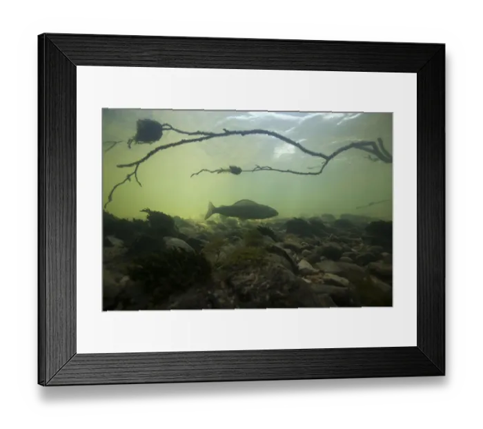 Framed Print : European grayling (Thymallus thymallus) Ain river, France, June 2009 Framed Print : European grayling (Thymallus thymallus) Ain river, France, June 2009