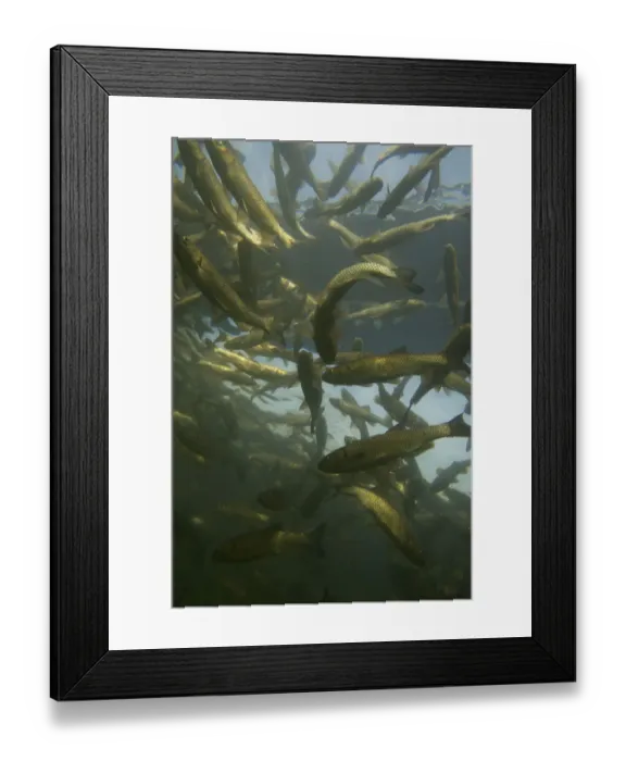 Framed Print : Chub (Squalius  /  Leuciscus cephalus) sense shoal in a calm part of the Rhine, Schaffhausen