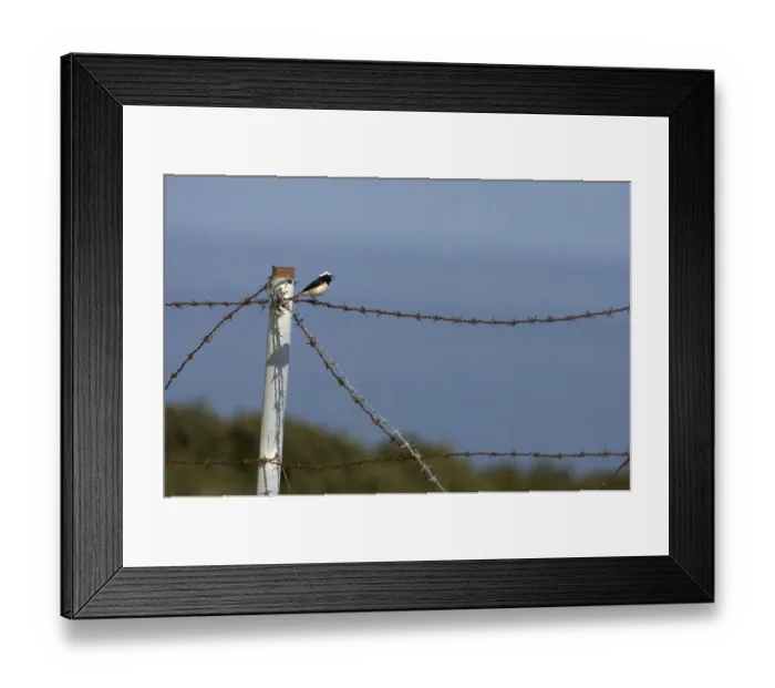 Framed Print : Cyprus pied wheatear (Oenanthe cypriaca) perched on barbed wire singing, Northern Cyprus Framed Print : Cyprus pied wheatear (Oenanthe cypriaca) perched on barbed wire singing, Northern Cyprus