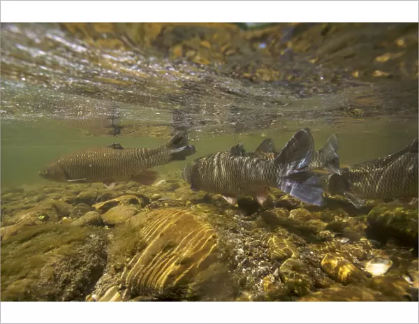 Chub (Squalius  /  Leuciscus cephalus) on spawning ground, Trme, Saane river tributary