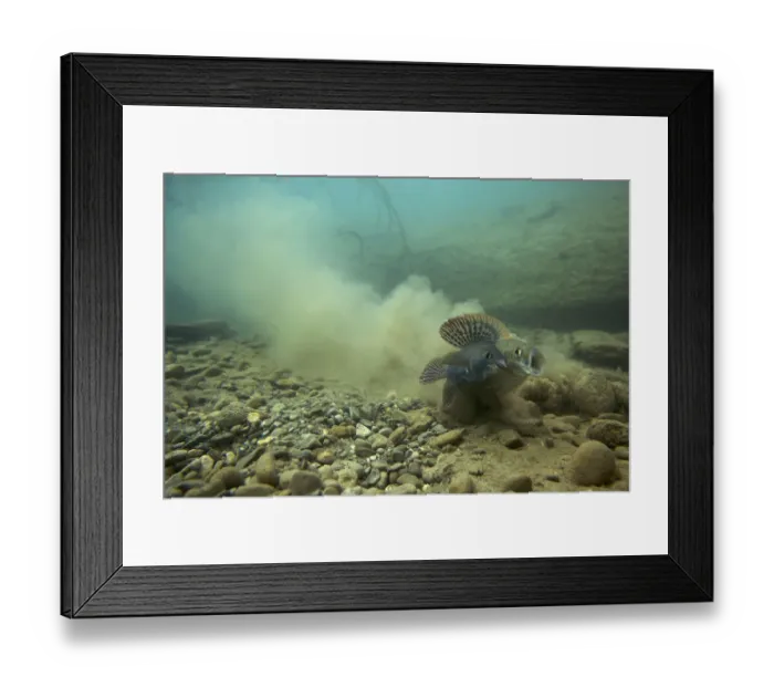 Framed Print : European grayling (Thymallus thymallus) pair spawning, male on the left, Lake of Thun Framed Print : European grayling (Thymallus thymallus) pair spawning, male on the left, Lake of Thun