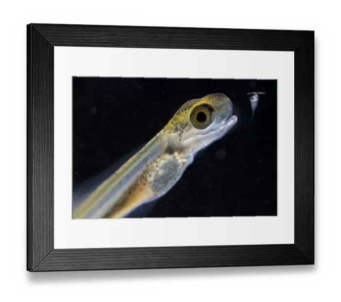 Framed Print : European grayling (Thymallus thymallus) alevin, 13 days, feeding on zooplankton, from Lake Thun Framed Print : European grayling (Thymallus thymallus) alevin, 13 days, feeding on zooplankton, from Lake Thun