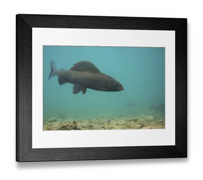 Framed Print : Male European grayling (Thymallus thymallus) on spawning ground, Lake of Thun, Thun Framed Print : Male European grayling (Thymallus thymallus) on spawning ground, Lake of Thun, Thun