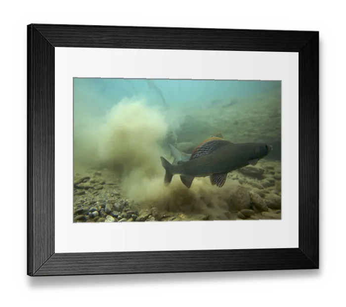 Framed Print : European grayling (Thymallus thymallus) just after spawning, male in front, Lake of Thun Framed Print : European grayling (Thymallus thymallus) just after spawning, male in front, Lake of Thun