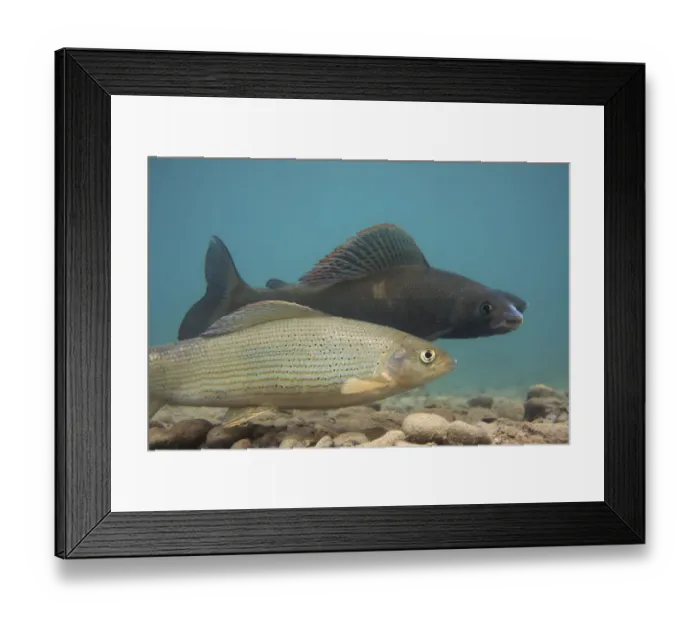 Framed Print : European grayling (Thymallus thymallus) pair spawning, the dark one is the male, Lake Thun Framed Print : European grayling (Thymallus thymallus) pair spawning, the dark one is the male, Lake Thun