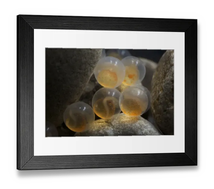 Framed Print : European grayling (Thymallus thymallus) eggs, 9 days, from Lake Thun, Switzerland Framed Print : European grayling (Thymallus thymallus) eggs, 9 days, from Lake Thun, Switzerland