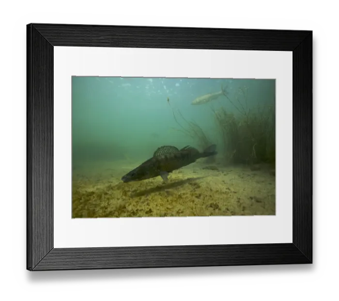 Framed Print : Male Zander / Pikeperch (Stizostedion / Sander lucioperca) defending nest, with Chub Framed Print : Male Zander / Pikeperch (Stizostedion / Sander lucioperca) defending nest, with Chub