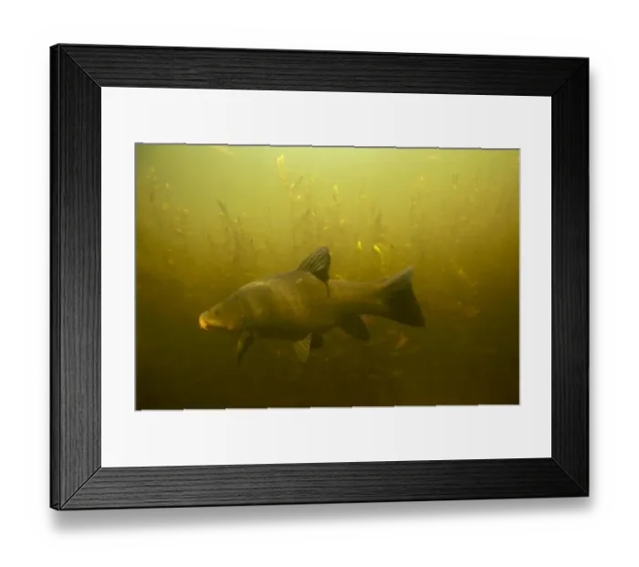 Framed Print : Tench (Tinca tinca) in peat pond, Fribourg, Switzerland, May 2009 Framed Print : Tench (Tinca tinca) in peat pond, Fribourg, Switzerland, May 2009
