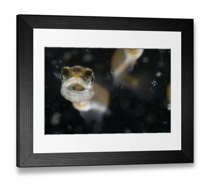 Framed Print : European grayling (Thymallus thymallus) alevin, 18 days, feeding on zooplankton, from Lake Thun Framed Print : European grayling (Thymallus thymallus) alevin, 18 days, feeding on zooplankton, from Lake Thun