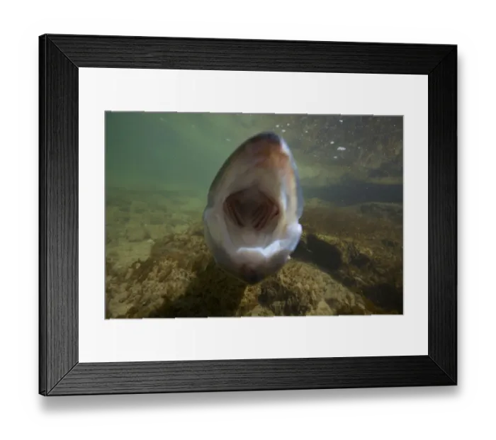 Framed Print : Male Pikeperch / Zander (Stizostedion / Sander lucioperca) defending nest, calm part of the Rhine Framed Print : Male Pikeperch / Zander (Stizostedion / Sander lucioperca) defending nest, calm part of the Rhine