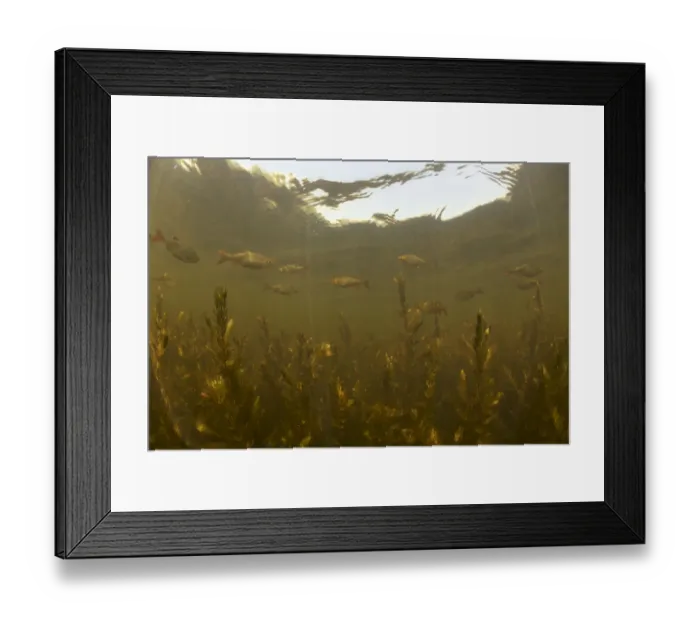 Framed Print : Red-eye  /  Common rudd (Scardinius erythrophthalmus) in peat pond, Fribourg, Switzerland