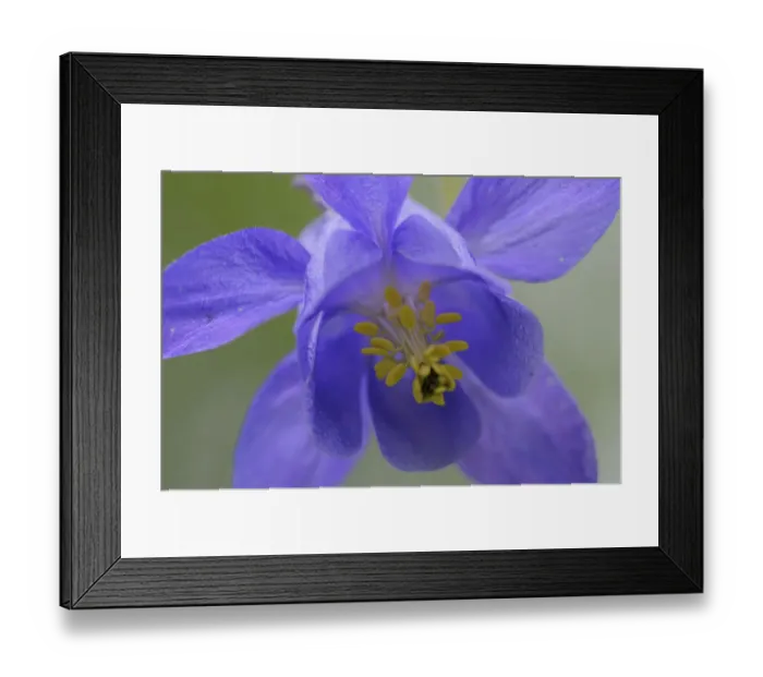 Framed Print : European columbine (Aquilegia vulgaris) flower, Pal, Andorra, June 2009 Framed Print : European columbine (Aquilegia vulgaris) flower, Pal, Andorra, June 2009