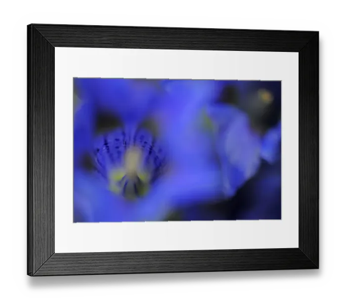 Framed Print : Stemless gentian (Gentiana acaulis) close-up of flower, El Ilempo, Canillo, Andorra Framed Print : Stemless gentian (Gentiana acaulis) close-up of flower, El Ilempo, Canillo, Andorra