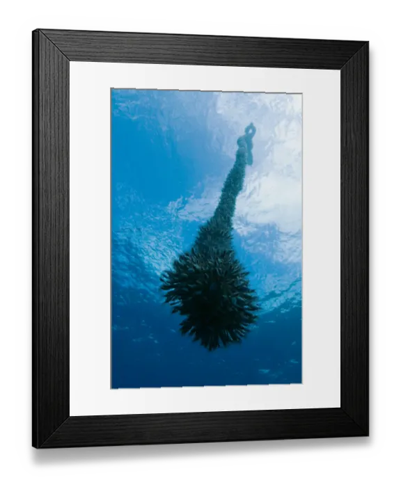 Framed Print : Gooseneck barnacles (Lepas anatifera) on a drifting rope, Pico, Azores, Portugal Framed Print : Gooseneck barnacles (Lepas anatifera) on a drifting rope, Pico, Azores, Portugal