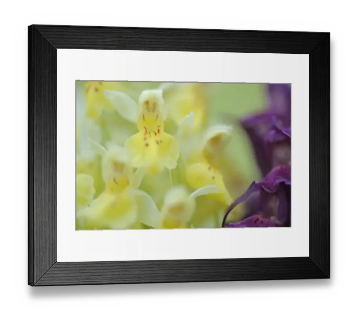 Framed Print : Early marsh orchid (Dactylorhiza incarnata incarnata) flowers, Vall DIncles, Andorra Framed Print : Early marsh orchid (Dactylorhiza incarnata incarnata) flowers, Vall DIncles, Andorra
