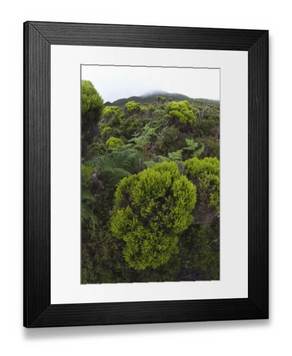 Framed Print : Heather (Erica azorica) Pico, Azores, Portugal, June 2009 Framed Print : Heather (Erica azorica) Pico, Azores, Portugal, June 2009