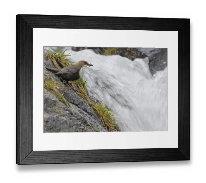 Framed Print : European dipper (Cinclus cinclus) on rock by stream with food in beak, Vall DIncles Framed Print : European dipper (Cinclus cinclus) on rock by stream with food in beak, Vall DIncles