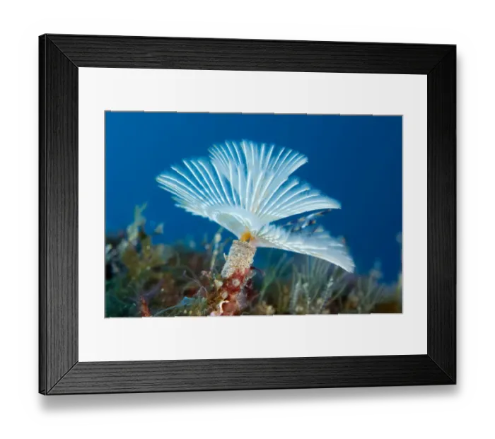 Framed Print : Spiral tube worm (Sabella  /  Spirographis spallanzani) Faial, Azores, Portugal, June 2009
