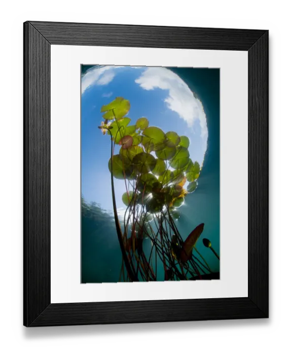 Framed Print : European white water lily (Nymphaea alba) in Swedish lake with snells window effect Framed Print : European white water lily (Nymphaea alba) in Swedish lake with snells window effect