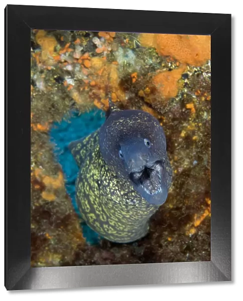 Marbled moray (Muraena helena) coming through hole with mouth open, Princesa Alice