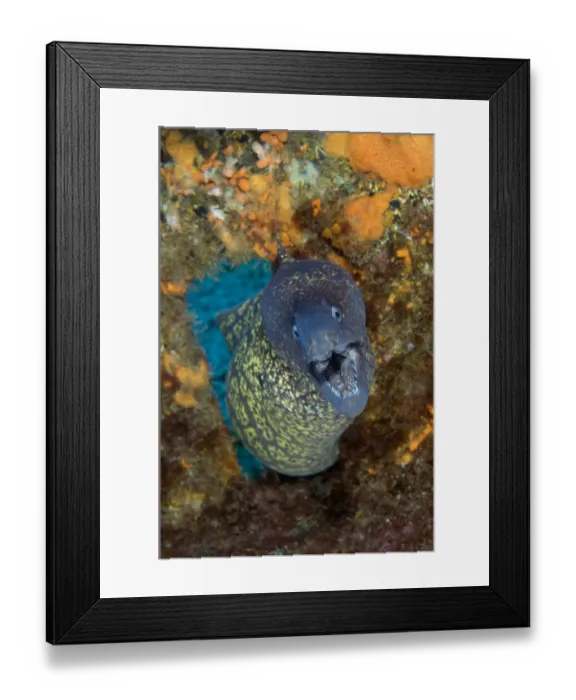 Framed Print : Marbled moray (Muraena helena) coming through hole with mouth open, Princesa Alice Framed Print : Marbled moray (Muraena helena) coming through hole with mouth open, Princesa Alice
