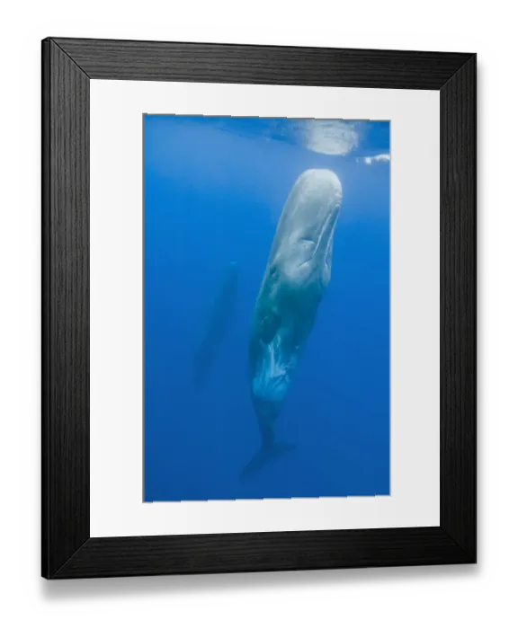 Framed Print : Sperm whale (Physeter macrocephalus) resting in water, Pico, Azores, Portugal, June 2009