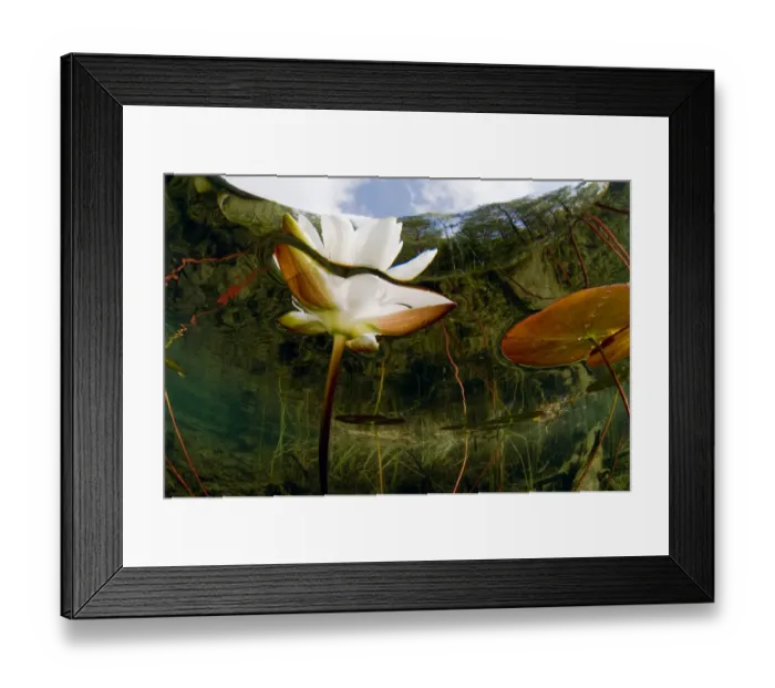 Framed Print : European white water lily (Nymphaea alba) flower, Bohusln, Sweden, August 2008 Framed Print : European white water lily (Nymphaea alba) flower, Bohusln, Sweden, August 2008