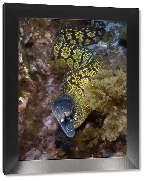 Marbled moray (Muraena helena) with mouth open, Princesa Alice, Azores, Portugal