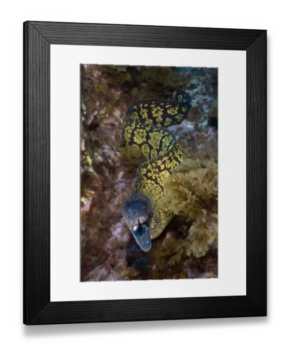 Framed Print : Marbled moray (Muraena helena) with mouth open, Princesa Alice, Azores, Portugal Framed Print : Marbled moray (Muraena helena) with mouth open, Princesa Alice, Azores, Portugal
