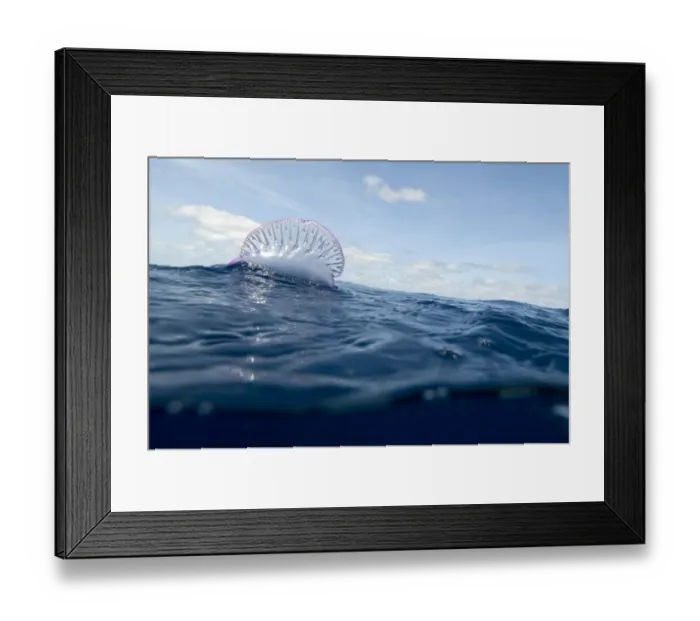 Framed Print : Portuguese man-of-war (Physalia physalis) on the water surface, Pico, Azores, Portugal Framed Print : Portuguese man-of-war (Physalia physalis) on the water surface, Pico, Azores, Portugal