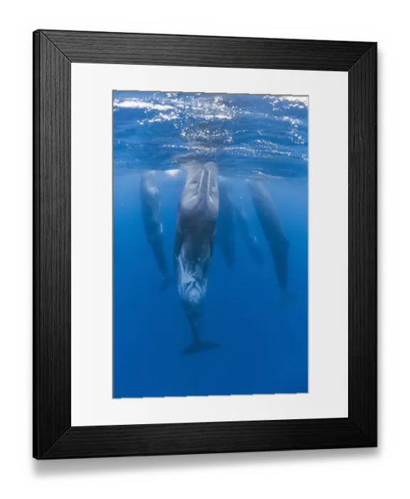 Framed Print : Sperm whales (Physeter macrocephalus) resting, Pico, Azores, Portugal, June 2009 Framed Print : Sperm whales (Physeter macrocephalus) resting, Pico, Azores, Portugal, June 2009
