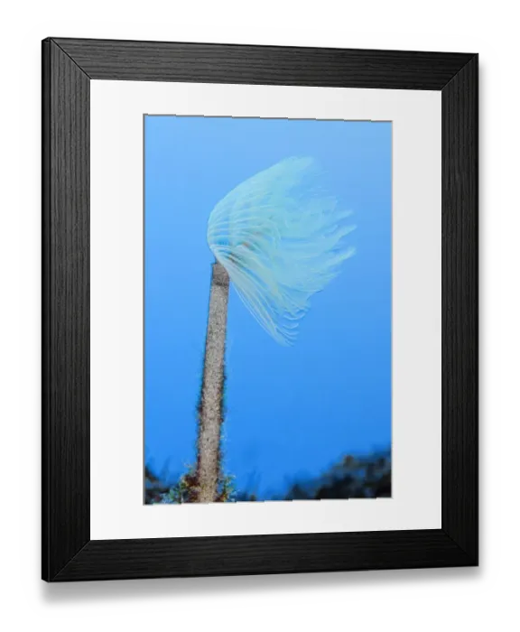 Framed Print : Spiral tube worm (Sabella / Spirographis spallanzani) Faial, Azores, Portugal, June 2009 Framed Print : Spiral tube worm (Sabella / Spirographis spallanzani) Faial, Azores, Portugal, June 2009