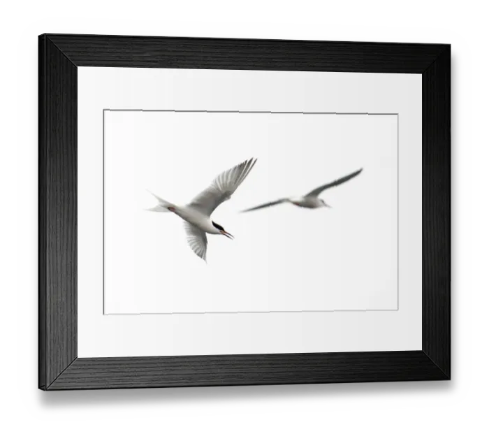 Framed Print : Common tern (Sterna hirundo) in flight, Pico, Azores, Portugal, June 2009