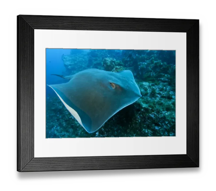Framed Print : Round stingray (Taeniura grabata) swimming over rocks, Princesa Alice, Azores, Portugal