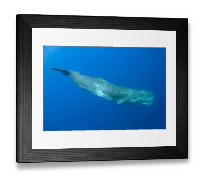 Framed Print : Sperm whale (Physeter macrocephalus) Pico, Azores, Portugal, June 2009 Framed Print : Sperm whale (Physeter macrocephalus) Pico, Azores, Portugal, June 2009