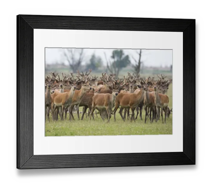 Framed Print : Red deer (Cervus elaphus) herd, Oostvaardersplassen, Netherlands, June 2009 Framed Print : Red deer (Cervus elaphus) herd, Oostvaardersplassen, Netherlands, June 2009