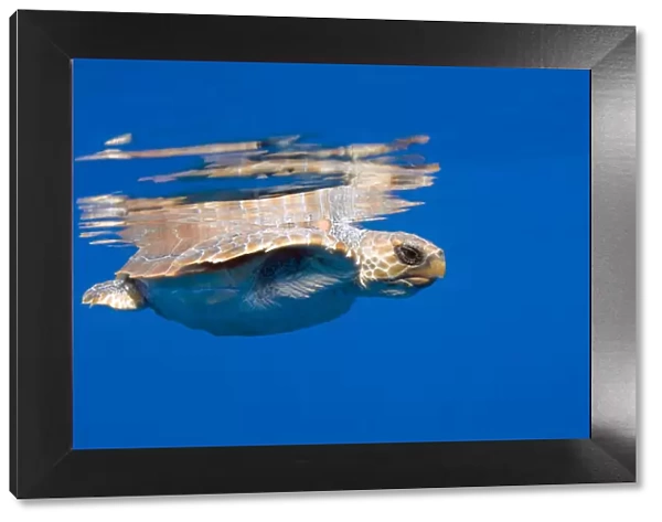 Loggerhead turtle (Caretta caretta) swimming with the top of its shell just above the water surface