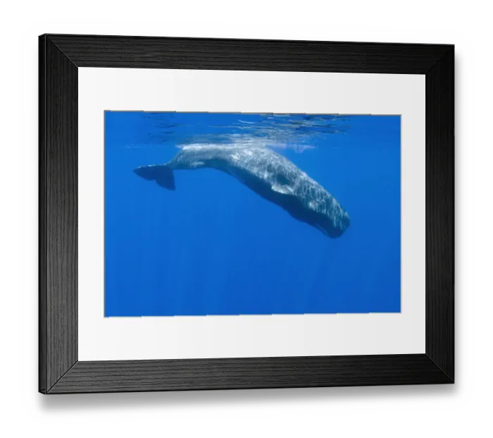 Framed Print : Sperm whale (Physeter macrocephalus) diving, Pico, Azores, Portugal, June 2009 Framed Print : Sperm whale (Physeter macrocephalus) diving, Pico, Azores, Portugal, June 2009