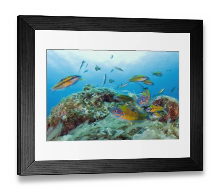 Framed Print : Group of Turkish wrasse (Thalassoma pavo) Pico, Azores, Portugal, July 2009 Framed Print : Group of Turkish wrasse (Thalassoma pavo) Pico, Azores, Portugal, July 2009