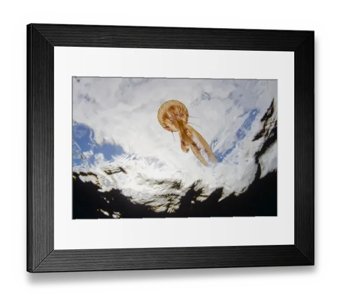 Framed Print : True jelly fish (Pelagia noctiluca) Pico, Azores, Portugal, June 2009 Framed Print : True jelly fish (Pelagia noctiluca) Pico, Azores, Portugal, June 2009