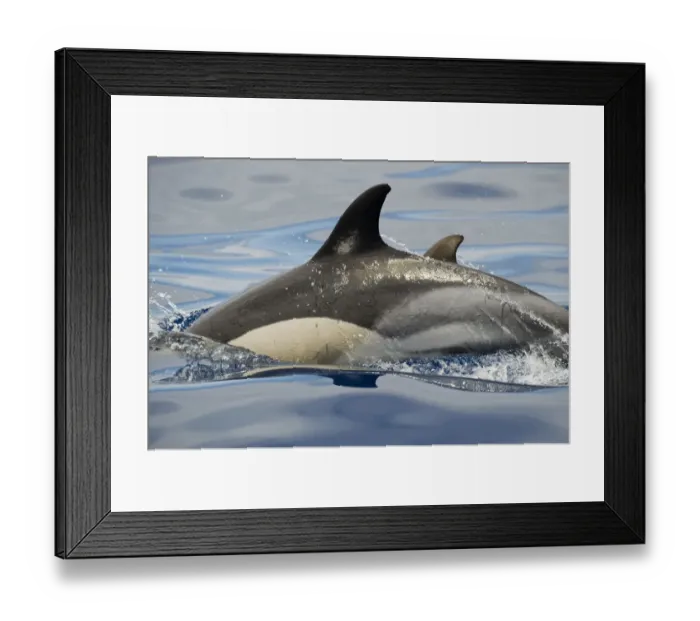 Framed Print : Common dolphin (Delphinus delphis) porpoising, Pico, Azores, Portugal, June 2009 Framed Print : Common dolphin (Delphinus delphis) porpoising, Pico, Azores, Portugal, June 2009